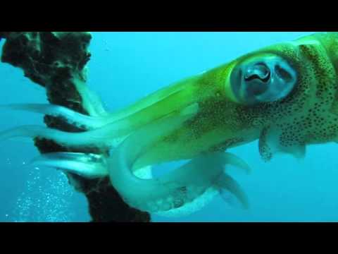 See video