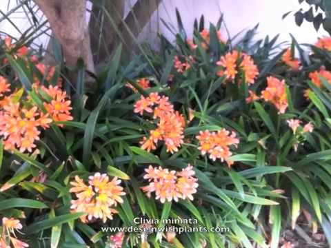 how to fertilize clivia