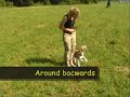 Beagle Doggy Tricks part 1