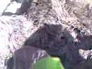 Hugo the SLOTH/Hugo- das Faultier II Hugo the SLOTH/Hugo- das Faultier II