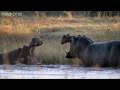 HD: Hippo Fight - Nature's Great Events: The Great Flood - BBC One