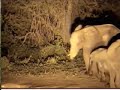 Elephants - Pete's Pond - Elephant with a short trunk - 1