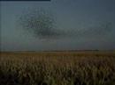 Starlings