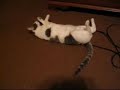 踊るネコ動画