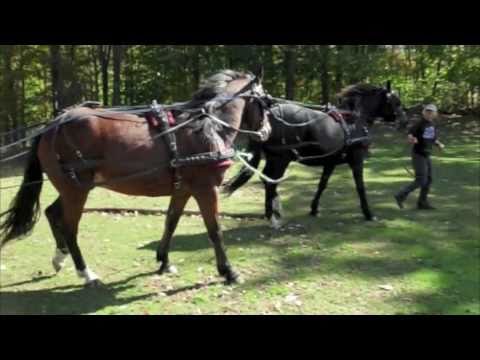 how to hitch two horses to a wagon