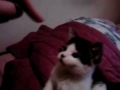 my kitten playing my kitten playing
