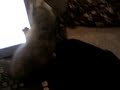 Kitty! Kitty!