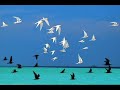Heintje - Es kann nicht immer nur die Sonne scheinen