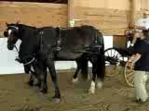how to hitch a horse to a cart