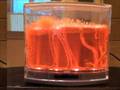 Antworks ant habitat - Timelapse of ants creating tunnels