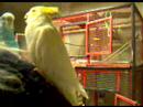 bébé oiseaux vidéo