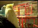 bébé oiseaux vidéo