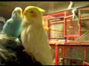 bébé oiseaux vidéo