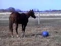 Cecil Plays Ball
