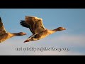 Lessons To Learn From Geese