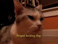 Bobo the cat is pissed and wants to tell you about it. *** Its been a while since I updated.. Sad news... Bobo has passed away... natural causes...His brother and sister live on and the dog still annoys them daily.. ***