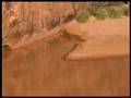 Crocodiles de Matmata
