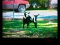goat feit goat feit