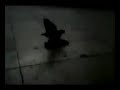 cualcerdo-necrozoofilia