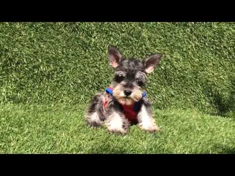 Male Toy Schnauzer Puppy