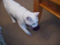 ボール猫動画