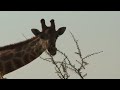 giraffes in Etosha national park Namibia
