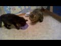 Cat Won't Share His Food Dish