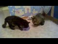 Cat Won't Share His Food Dish