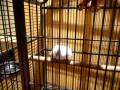 videos de Weird Birdie