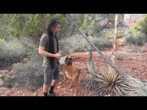 how to replant a century plant