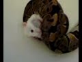 animal-testing-stop-it.html