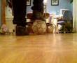 Toppin Showin Iz Stuff lol