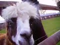 Llamas / Alpacas Llamas / Alpacas