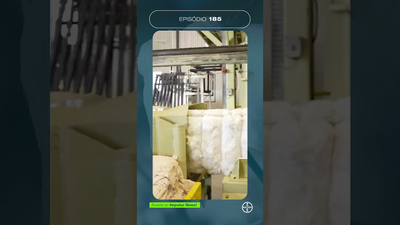 Safra de algodão: o que esperar? | Teaser Impulso News