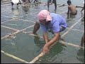 Culture of Mussel and Oyster using the Raft MethodA 1998 production of the Southeast Asian Fisheries Development Center, Aquaculture Department.Please note that this video is provided as historical material. The information contained herein could be outdated. Please visit http://www.seafdec.org.ph for up-to-date information.