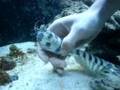 Holding a huge mantis shrimp