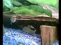 160 litre tropical freshwater tank