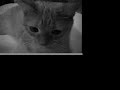Sonic Youth - Diamond Sea (Sunken Treasure Video)