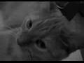 Sonic Youth - Diamond Sea (Sunken Treasure Video)