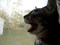 Cat trying its best to speak to Humans