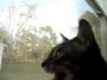 Cat trying its best to speak to Humans