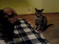 Kitty Ownes Doggy Kitty Ownes Doggy