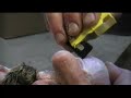 Beginners Taxidermy - Fleshing Part 3