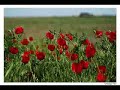 Uzbaki song