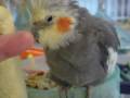 SLEEPY COCKATIEL