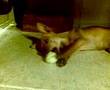 Priscilla (mini pinscher)