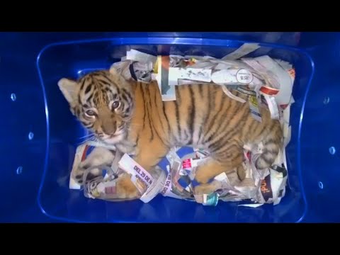 Verbotene Ware: Tigerbaby in Container entdeckt