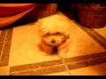 videos de Bichon maltes Nuca