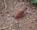 Lagonosticta sp. (Firefinch) Lagonosticta sp. (Firefinch)