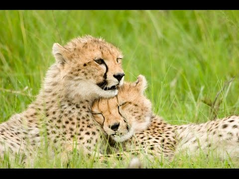 8 Hour Delta Waves Sleep Music: Sleep Hypnosis, Deep Sleep, Sleeping Music, Soft Music ☯482 8 Hour Delta Waves Sleep Music: Sleep Hypnosis, Deep Sleep, Sleeping Music, Soft Music ☯482
